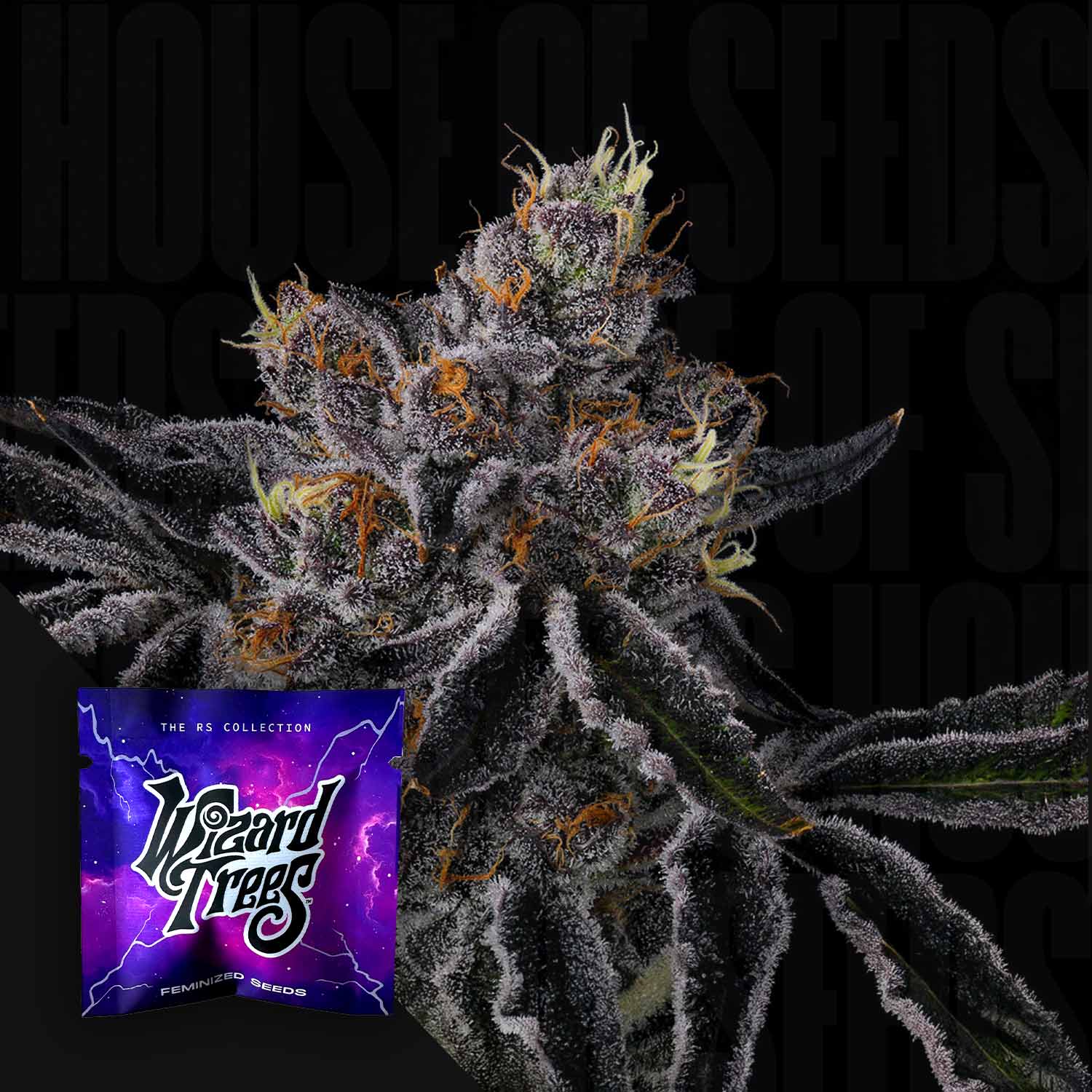 Dichte, frostige Fiestaz Cannabisknospe mit violetten Farbtönen und orangefarbenen Haaren, lila Wizard Trees Samenpaket links unten vor dunklem Hintergrund