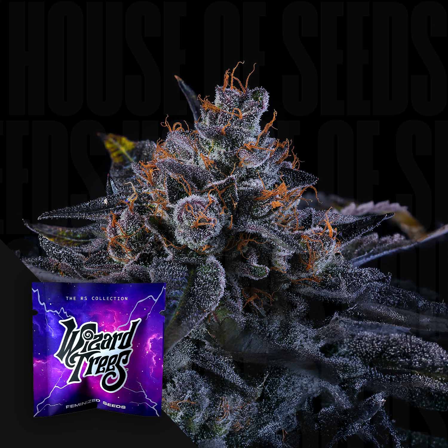 Frostige Sherbzooka Cannabisknospe von Wizard Trees mit Trichomen und orangen Haaren, daneben Verpackung