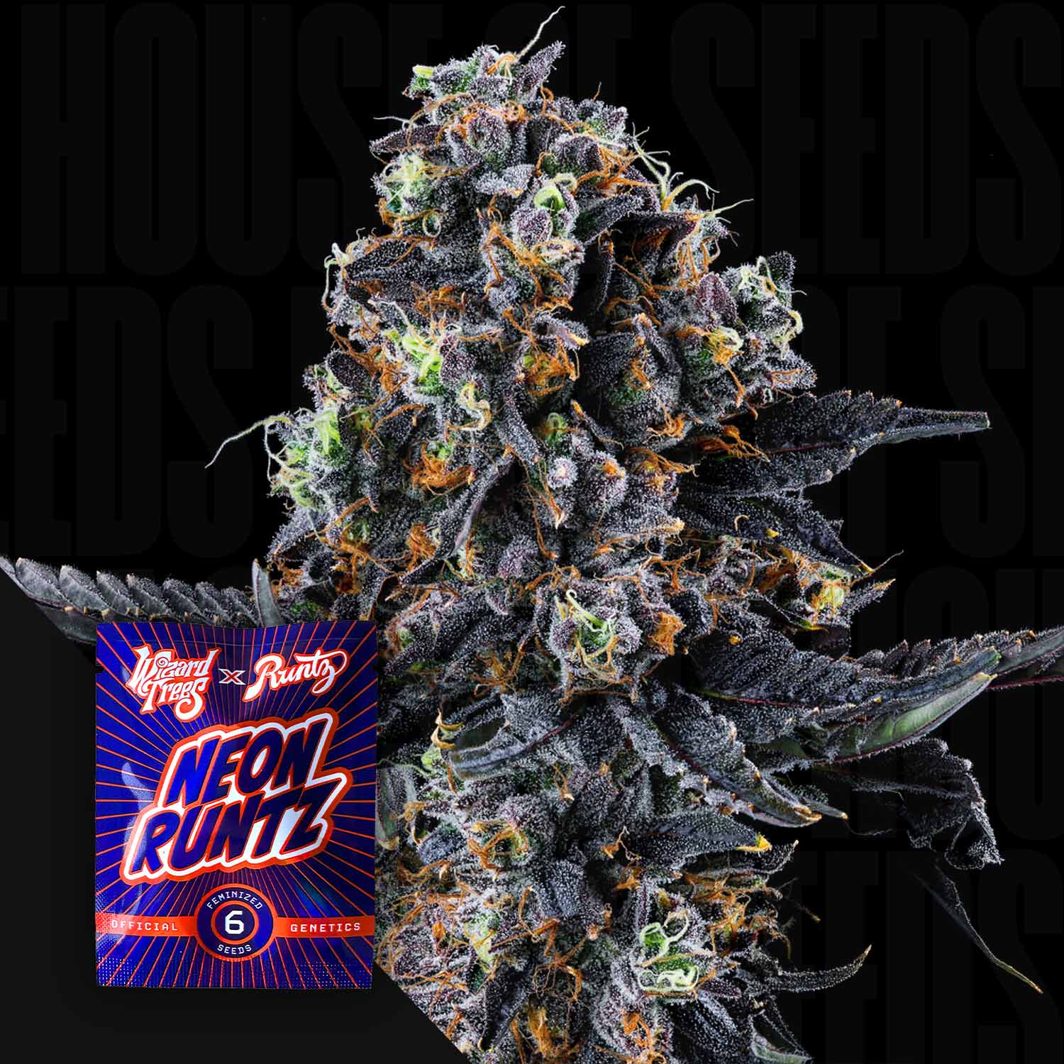 Eine Nahaufnahme einer frostigen Cannabisknospe mit einem White Soho by Wizard Trees-Samenpaket in der unteren linken Ecke.