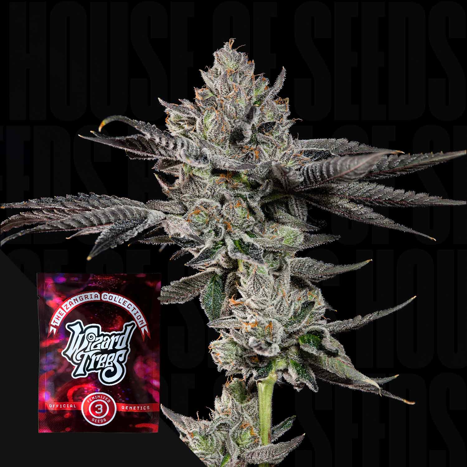 Frostige Cannabispflanze mit dichten, trichombedeckten Knospen, rotes Wizard Trees Samenpaket „Bowtie“ daneben vor neutralem Hintergrund