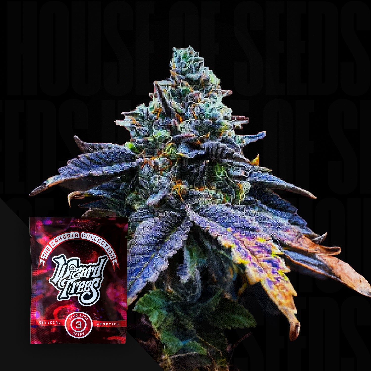 Nahaufnahme einer Cannabispflanze mit lila und grünen Knospen, Ecke rotes-schwarzes Wizard Trees Corked Paket