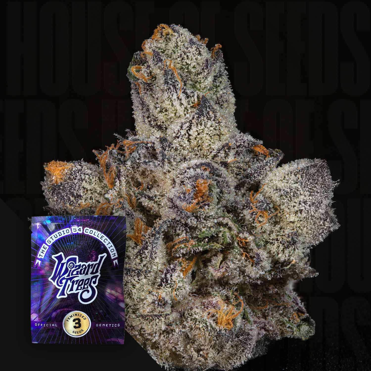 Frostige Lemon Fever Cannabisknospe mit lila, orangen und grünen Tönen, unten links Wizard Trees Samenpaket