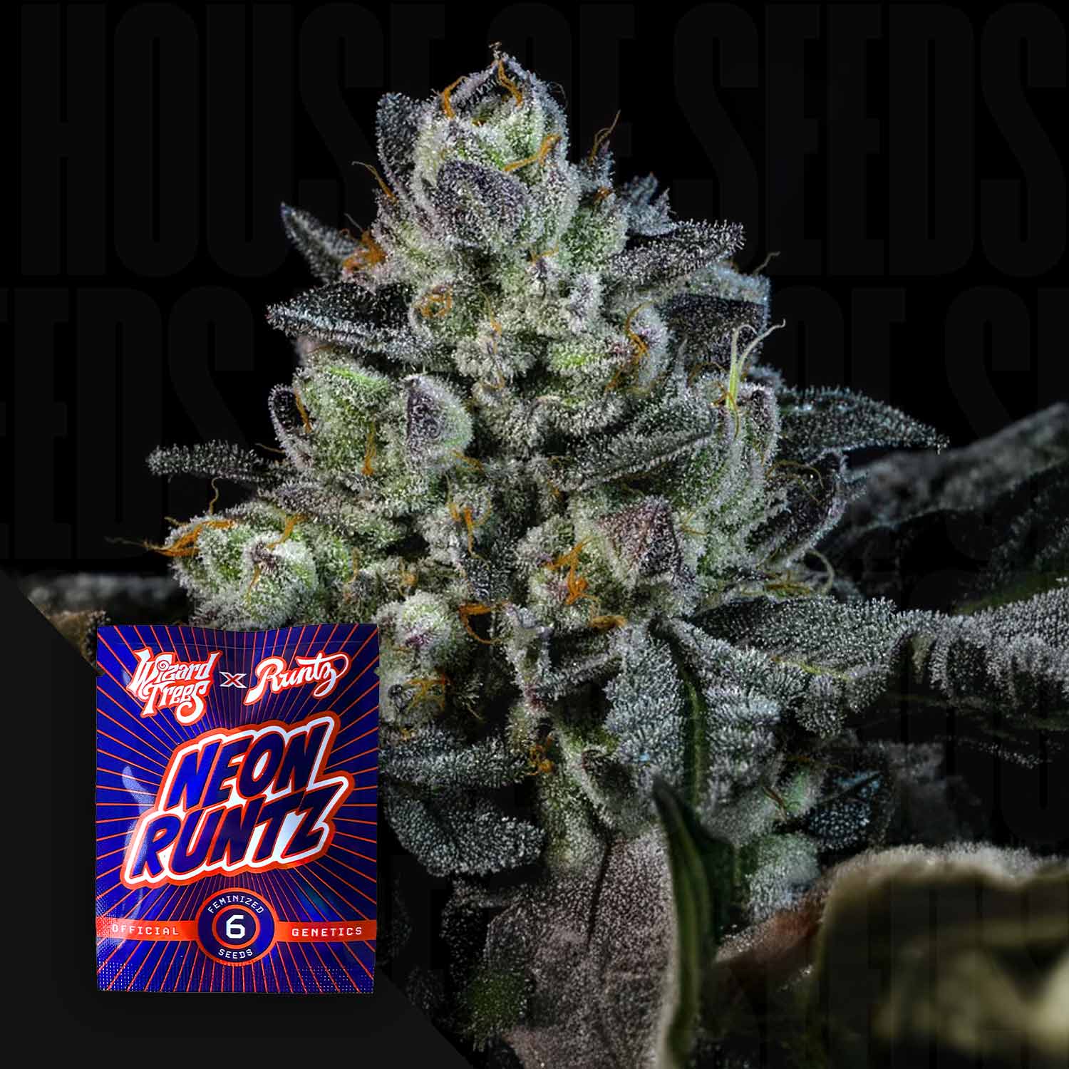 Nahaufnahme einer frostigen Cannabisknospe mit weißen Trichomen, daneben leuchtendes Neon Runtz Paket von Wizard Trees