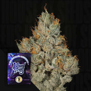 Eine Nahaufnahme einer Cannabisblüte von Studio Sesh mit orangefarbenen Härchen neben einer Verpackung von Wizard Trees.