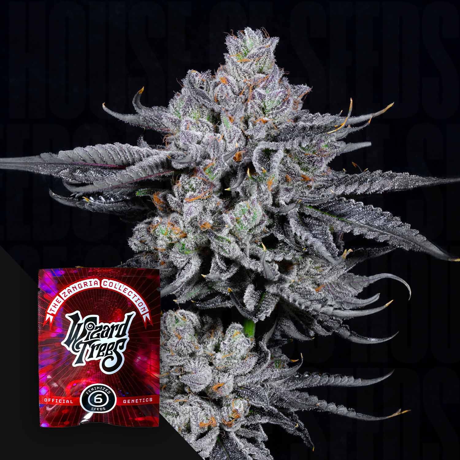 Nahaufnahme einer frostigen Zangria Funk Cannabis-Knospe mit dunklen Blättern und einem roten Wizard Trees-Samenpaket.