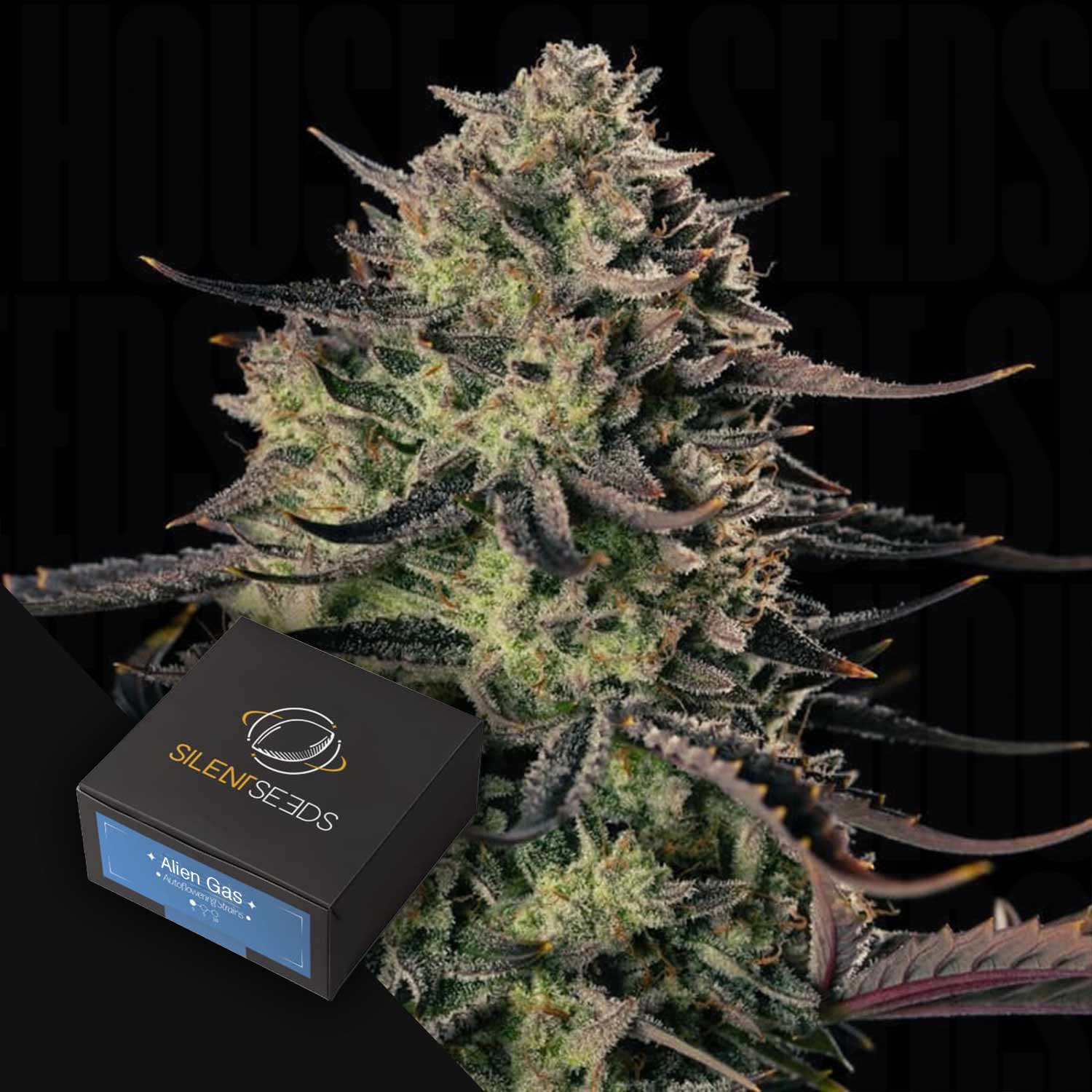 Nahaufnahme einer Cannabispflanze mit einer schwarzen Silent Seeds-Box mit der Aufschrift Alien Gas XXL AUTO in der Ecke.