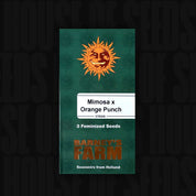 Grüne Packung mit der Aufschrift Mimosa x Orange Punch, 3 feminisierte Samen, Barney's Farm, Sonnengrafik auf der Packung.