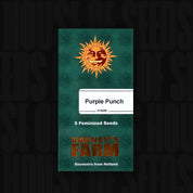 Barney’s Farm Purple Punch Samenpäckchen mit Sonnenlogo, 5 feminisierten Samen und Text Souvenirs from Holland auf grün strukturiertem Hintergrund