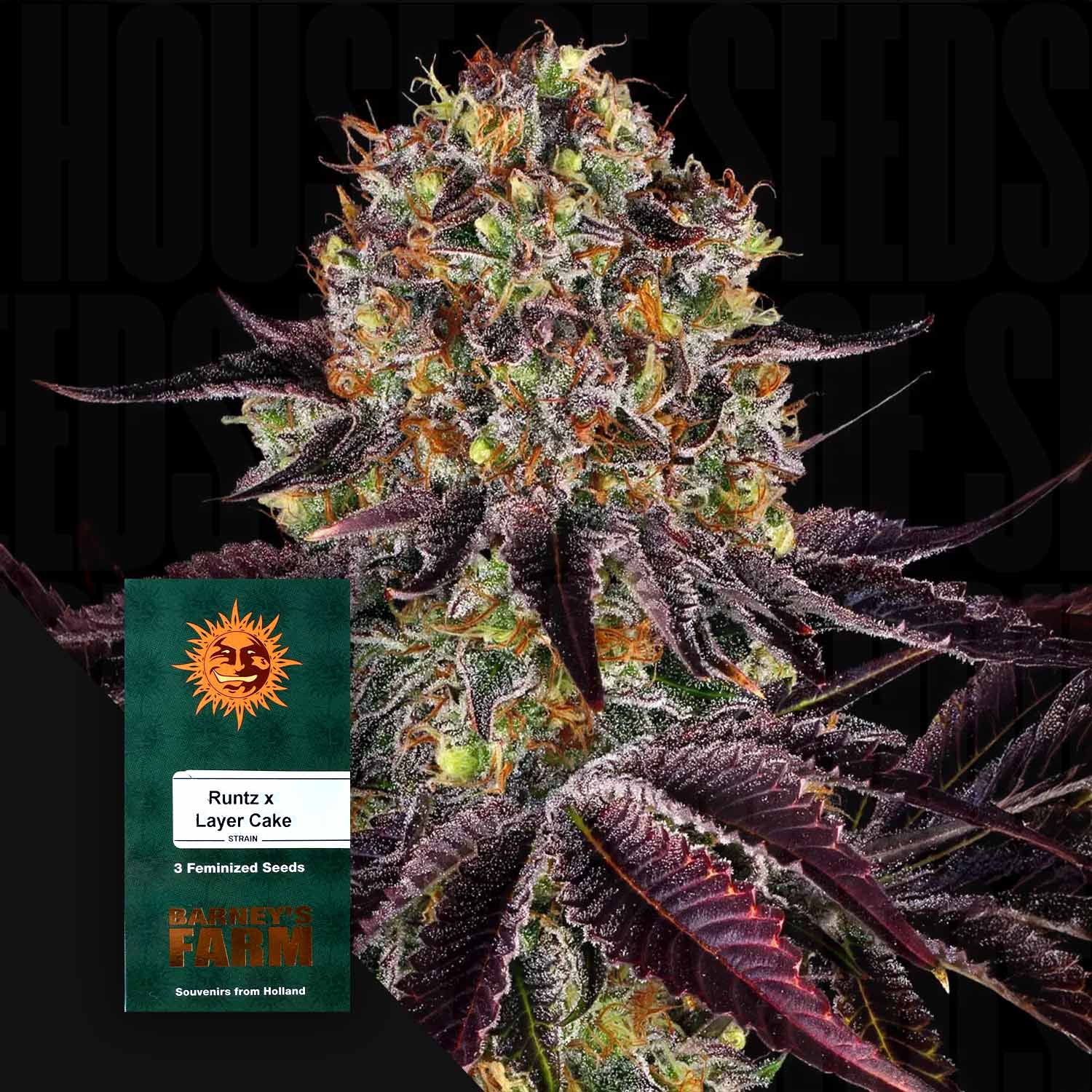 Nahaufnahme einer farbenfrohen Cannabisknospe mit lila Blättern und einem grünen Barney's Farm Runtz x Layer Cake Samenpaket.