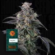 Nahaufnahme einer frostigen Cannabispflanze mit dunklen Blättern und einem Barney's Farm Super Boof-Samenpäckchen im Blick.