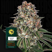 Nahaufnahme einer frostigen Tropicanna-Bananenknospe von Barney's Farm; Samenpaket in der Ecke.