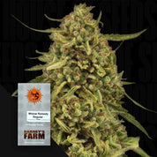 Nahaufnahme von dichten trichombedeckten Cannabisknospen der Sorte Widow Remedy von Barney’s Farm, unten links passende Samenpackung
