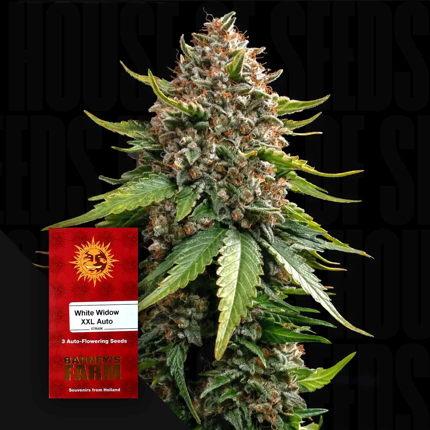 Nahaufnahme einer dichten trichomenreichen Cannabispflanze, daneben rotes Barney’s Farm White Widow XXL Auto Samenpaket