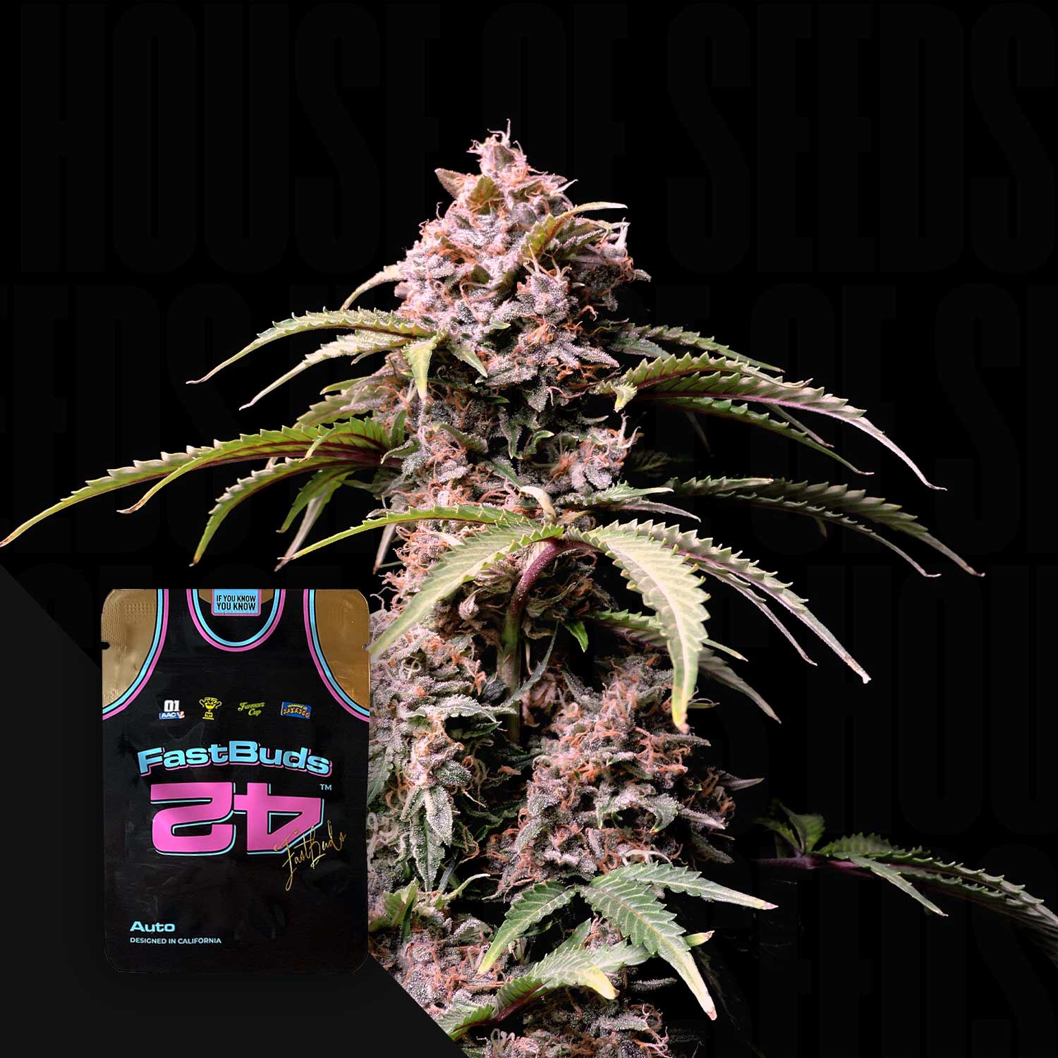 Nahaufnahme einer Cannabispflanze mit einem 420 Fast Buds Amnesia Z Auto-Samenpaket in der unteren linken Ecke.