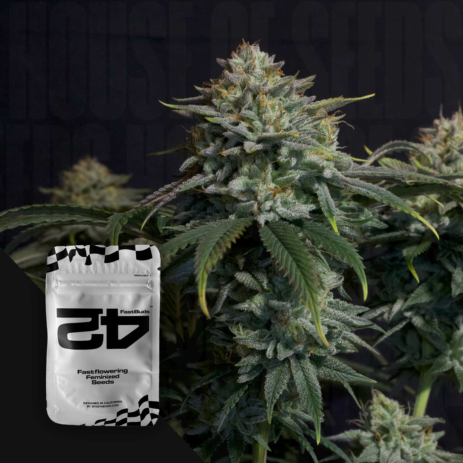 Nahaufnahme einer Gorilla Cookies FF Cannabispflanze; im Vordergrund ist ein 420 Fast Buds Samenpaket zu sehen.