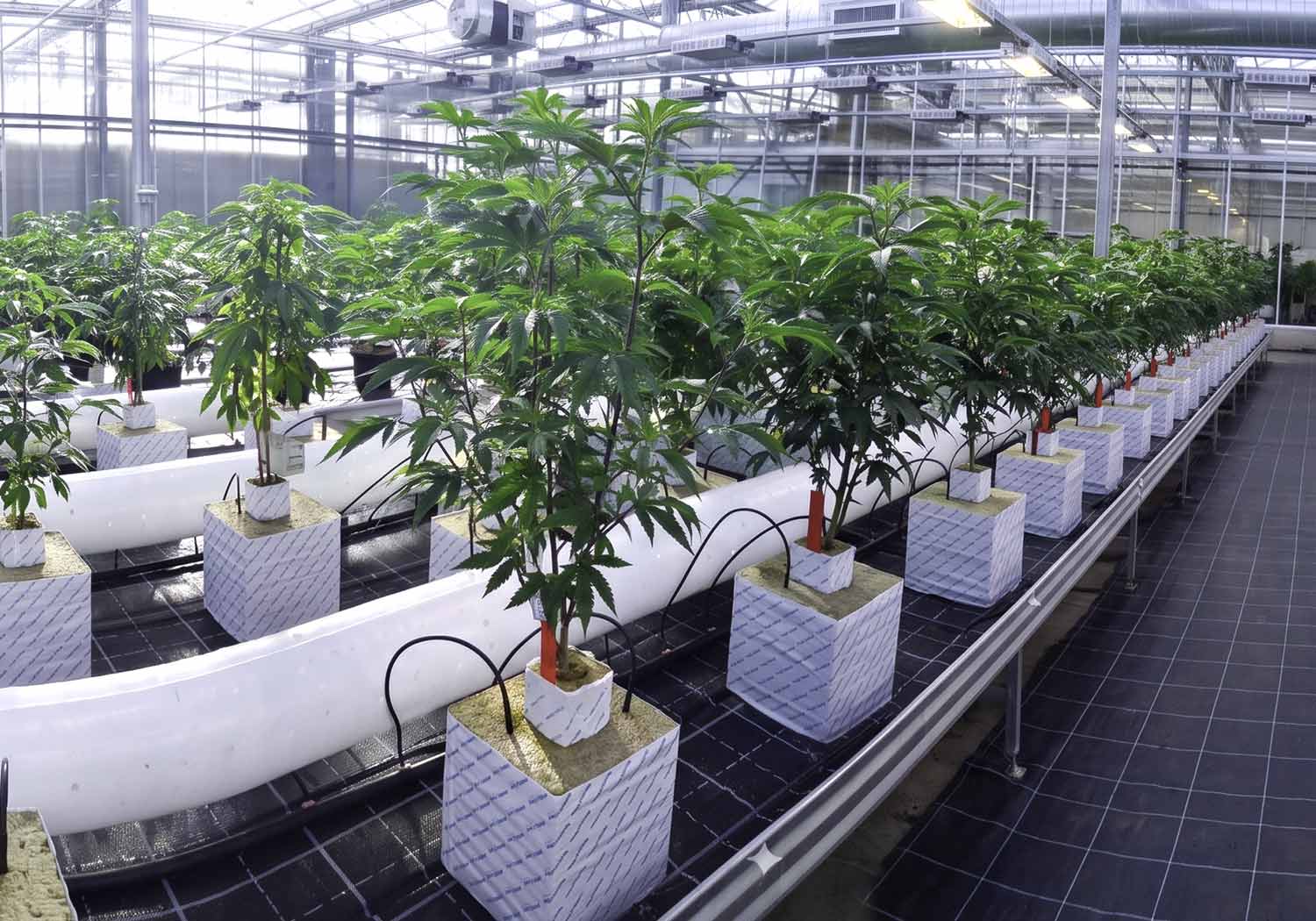 Ready-to-Grow